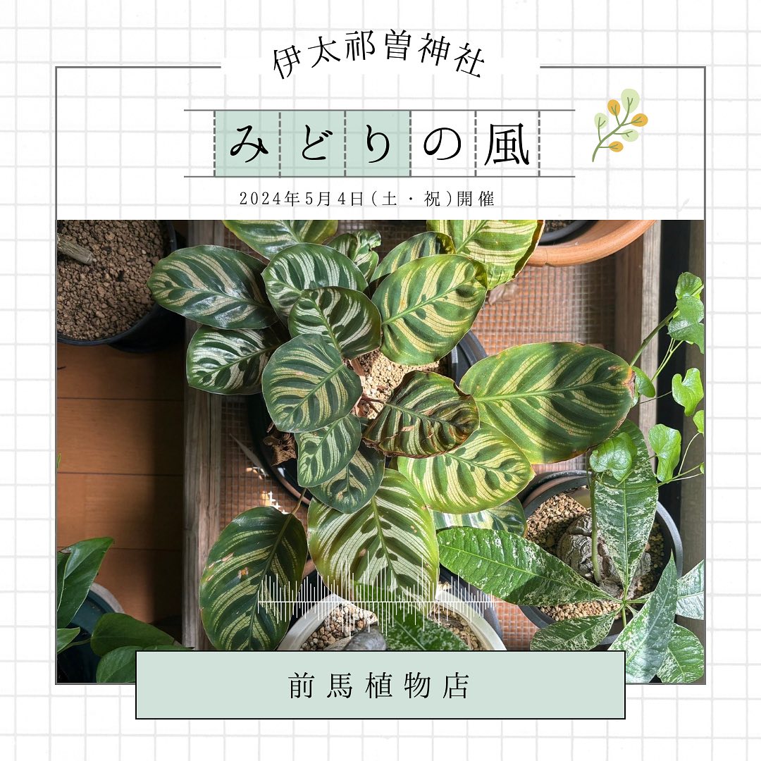 前馬植物店