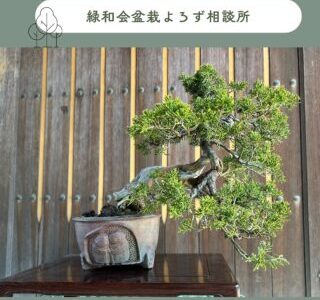 緑和会盆栽よろず相談所