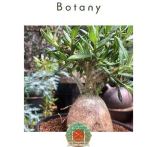 Botany